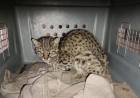 Policía Ambiental trasladó un gato montés herido