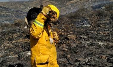 Bomberos rescataron de las llamas  varios animales