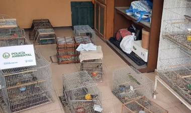Policía Ambiental rescató 60 aves silvestres 