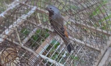 Policía Ambiental rescató pájaros entrampados