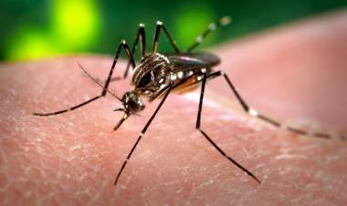 Dengue, chikungunya y zika