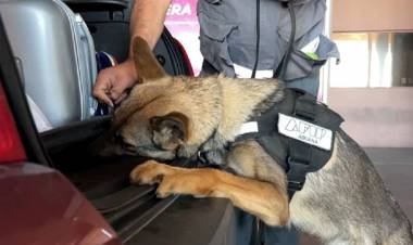Un perro de la Aduana detectó más de US$120 mil escondidos