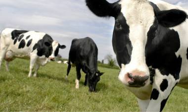 Posible caso de vacas locas en Brasil
