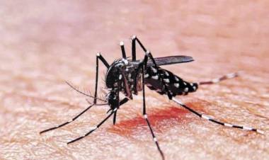 Circulación comunitaria de Dengue y Chikungunya 