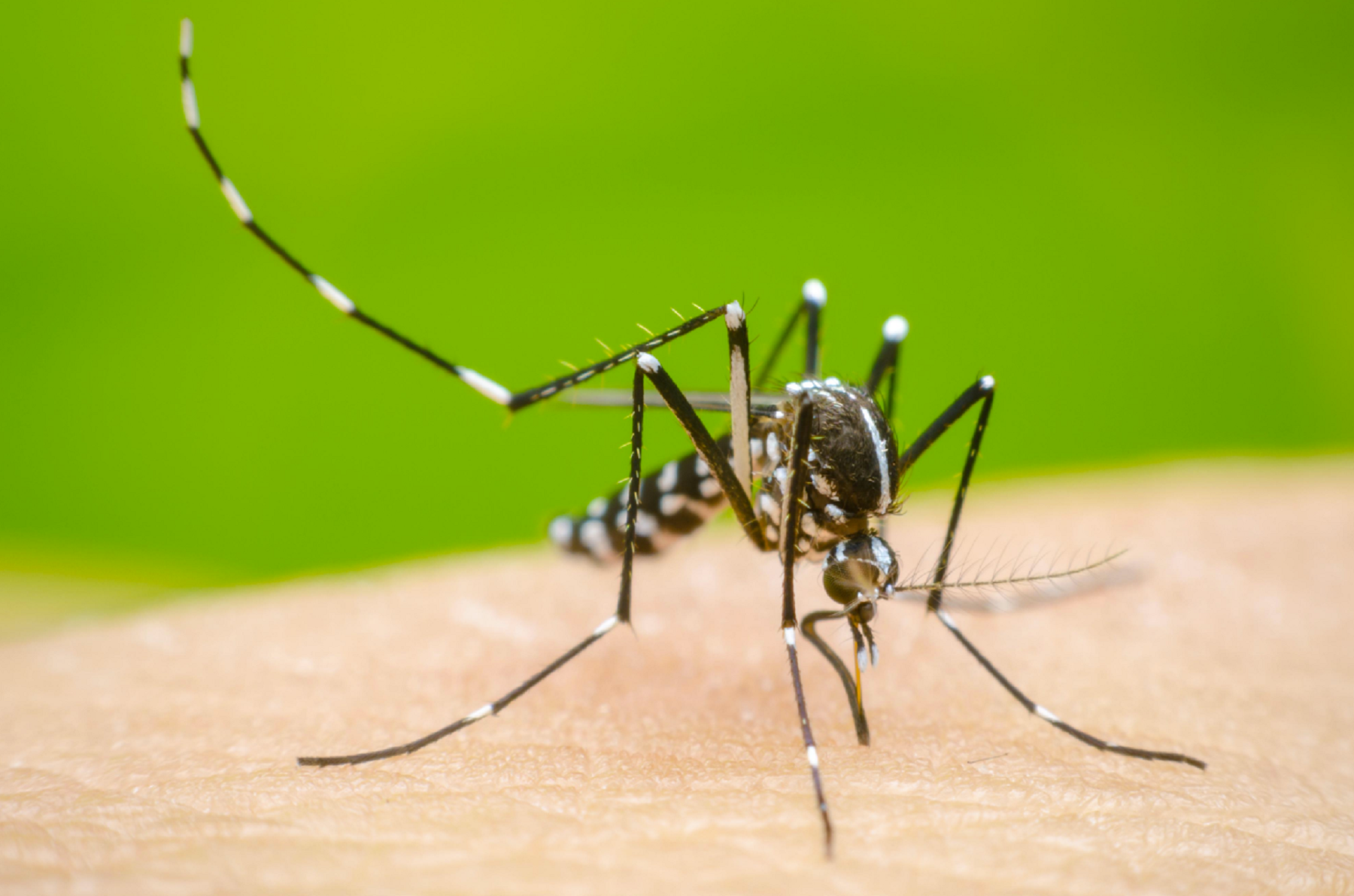 Primer caso autóctono de dengue en Santa Fe