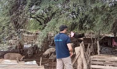 Triquinosis: se interdictaron 100 porcinos en el