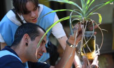 Se detectaron larvas de Aedes aegypti en 6 de cada 100 casas
