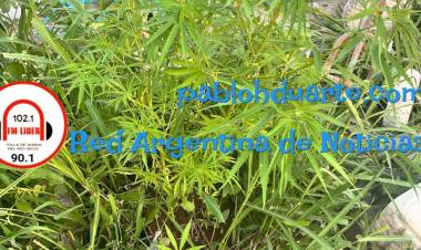 Secuestro de 10 plantas,de aparente cannabis sativa