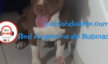 Otro ataque de un can