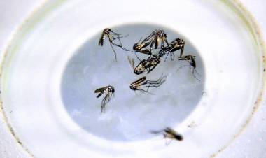 Murió por dengue una joven de 25 años 