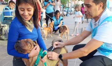Vacunación y desparasitación de mascotas