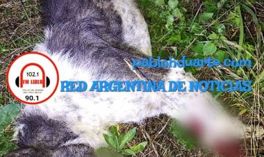 Le mataron la mascota