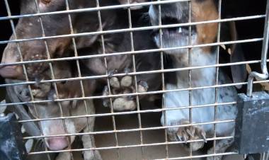 Crueldad en el Norte Cordobés 