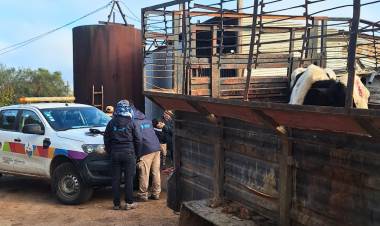 Faenamiento clandestino 