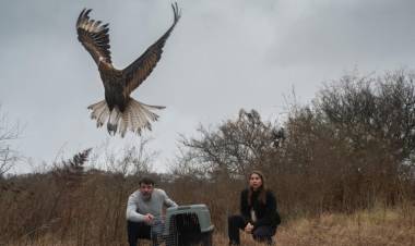 Liberaron 15 ejemplares de fauna silvestre