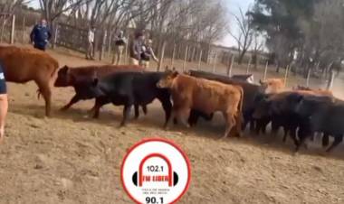 ¡DETALLES DEL ROBO DE TERNEROS, VALUADOS EN 50 MILLONES DE PESOS!