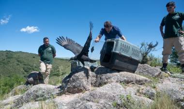 Ejemplares silvestres que regresan a la la naturaleza