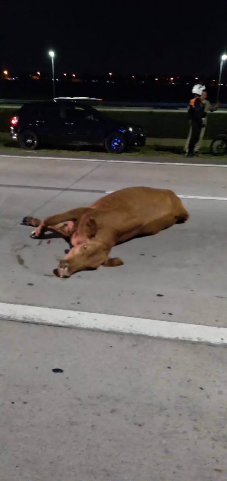 Atropelló una vaca cerca del estadio Kempes
