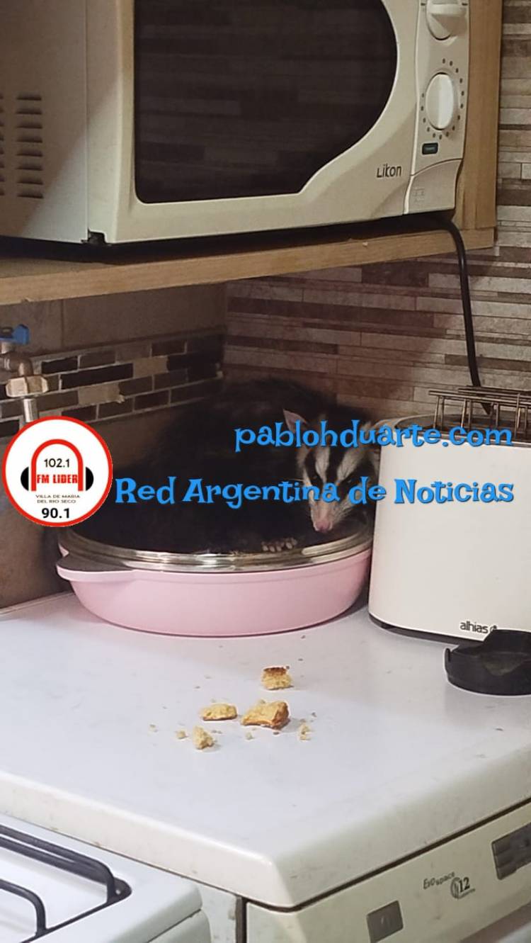 UNA COMADREJA EN LA COCINA