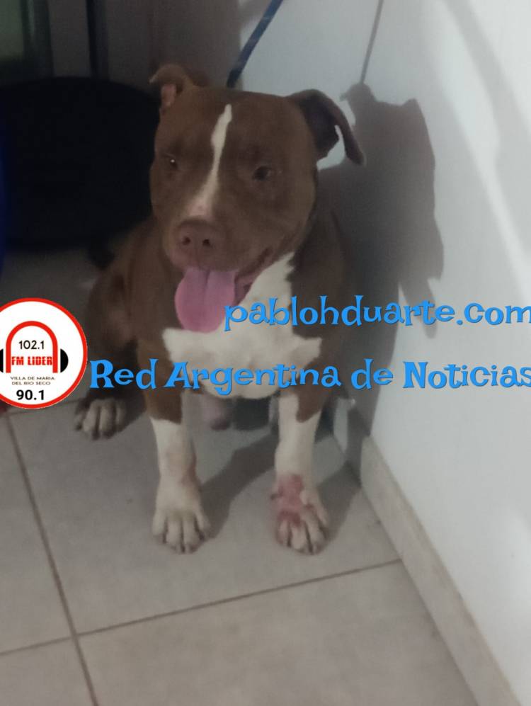 Otro ataque de un can