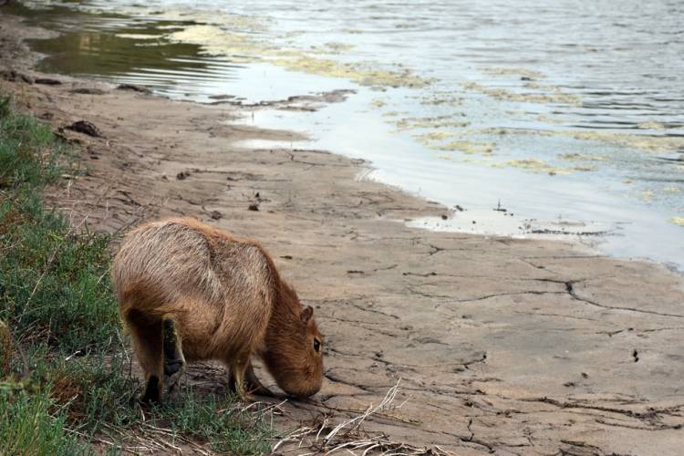 Policía Ambiental liberó un carpincho y 48 aves silvestres
