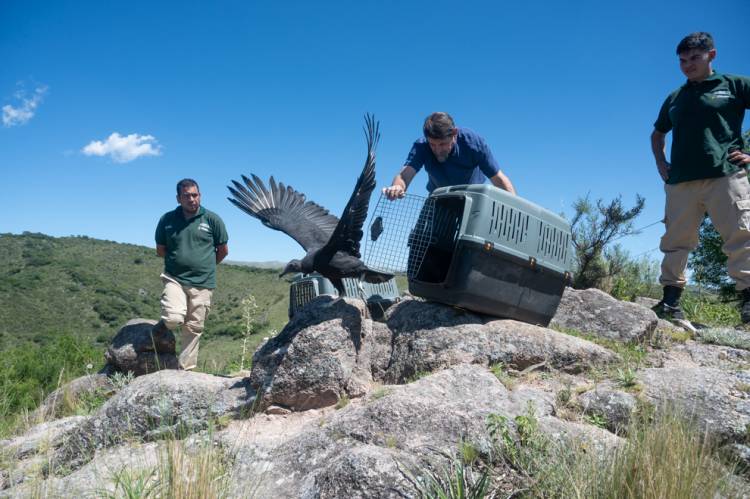 Ejemplares silvestres que regresan a la la naturaleza