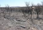 La Provincia declaró el desastre agropecuario por incendios