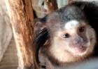 Policía Ambiental rescató  monos y aves silvestres 