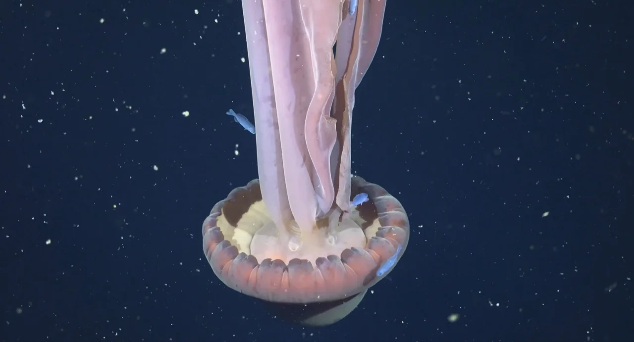 Conicet halló una “medusa fantasma”