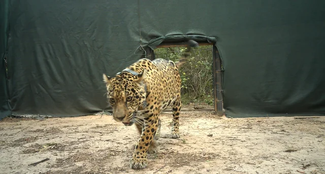 Investigan la desaparición de dos cachorros de yaguareté