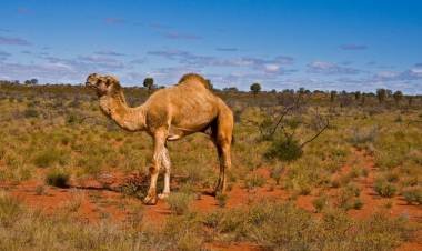 Australia debió enviar francotiradores a asesinar a más de 5.000 camellos desde helicópteros