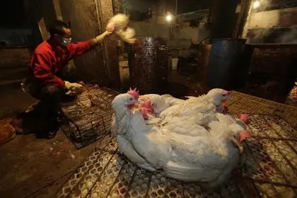 Cinco meses después del comienzo de la pandemia de coronavirus, Wuhan prohibió el consumo de animales salvajes
