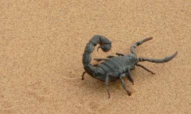Invasión de escorpiones en Egipto