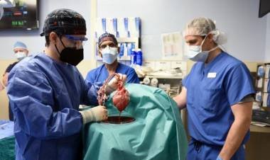 Implantaron un corazón de cerdo a un humano