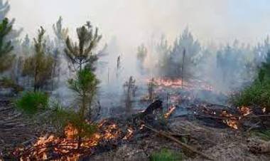 Incendios forestales:  Corrientes, Río Negro, Misiones, Chubut y Formosa
