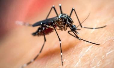 Salud confirmó el primer caso de dengue 