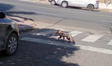 Policía Ambiental busca a un zorro 