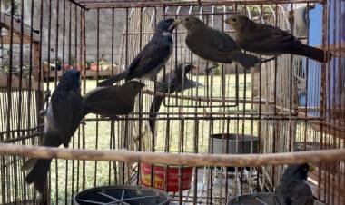 Más de 300 aves rescatadas en cautiverio 