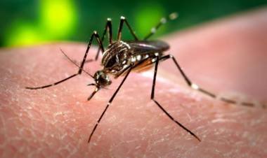 Nuevo caso de dengue autóctono en la provincia