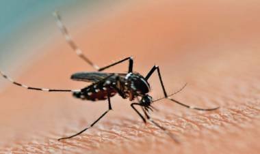 En una semana aumentaron los casos de dengue