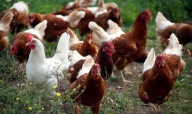 Primer caso de gripe aviar en humanos en Chile