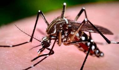 Se confirmaron más de 28 mil casos de dengue