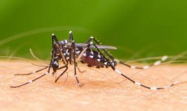 Ya hay más de 56 mil casos de dengue en todo el país