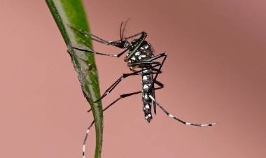 Se confirmó la tendencia descendente en los casos de dengue