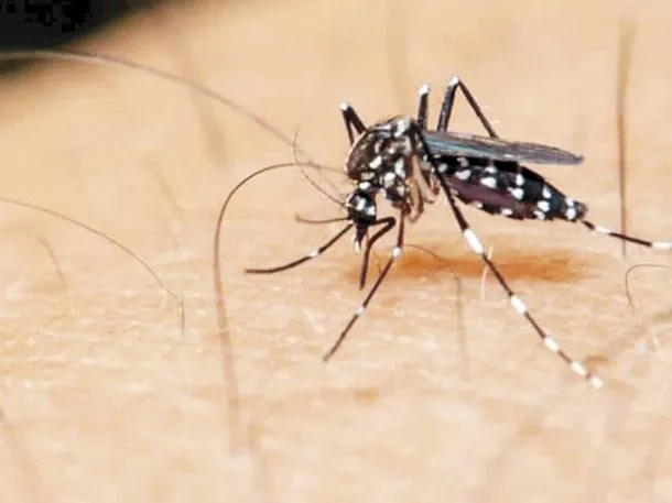 Dengue: 14 provincias argentinas con "circulación viral"