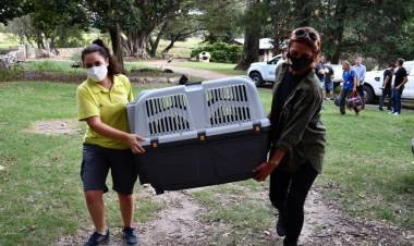 Ambiente trasladó tres monos rescatados del cautiverio ilegal