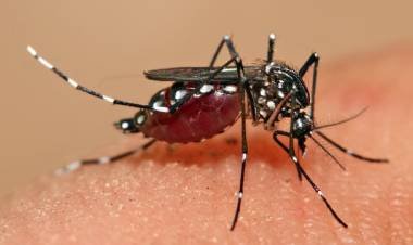 El dengue ya mató a 50 personas en Paraguay