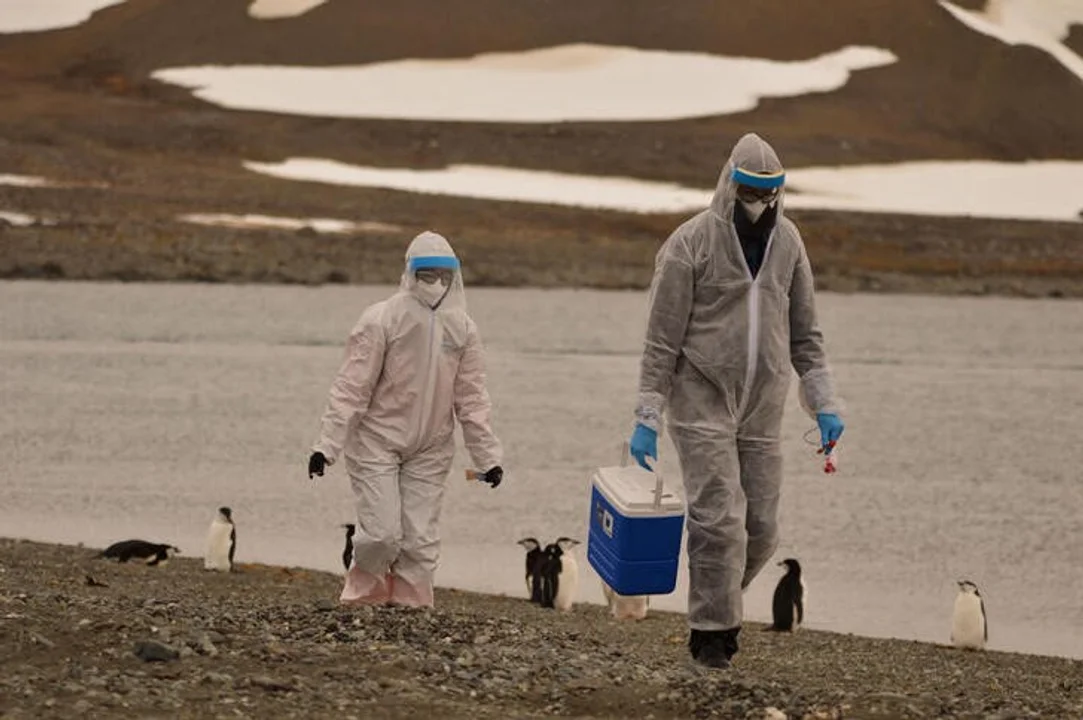 Se expande la gripe aviar en la Antártida