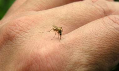 Salud confirmó 8.629 nuevos casos de dengue en la última semana
