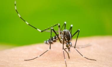 Más de 232 mil casos de dengue en todo el país y 161 los fallecimientos